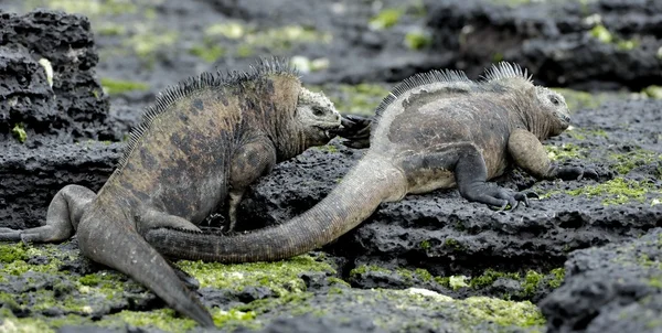 Marine Iguanas fighting on the rocks, on the black stiffened lava. — Stock Photo, Image