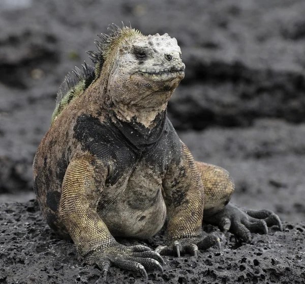 The marine iguana  on the black stiffened lava. — Stockfoto