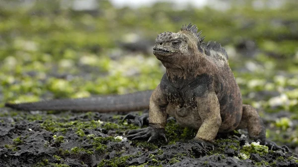 The marine iguana  on the black stiffened lava. — ストック写真