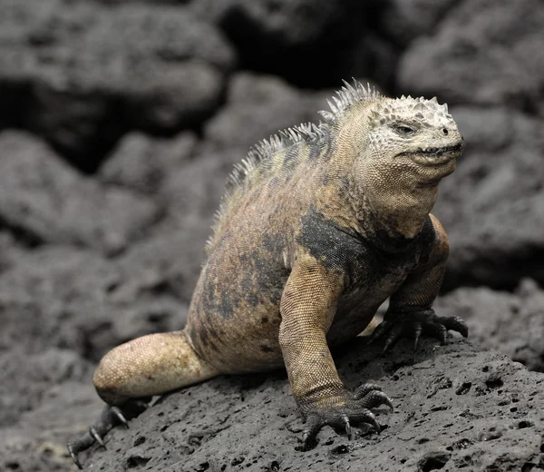 The marine iguana  on the black stiffened lava. Stock Picture