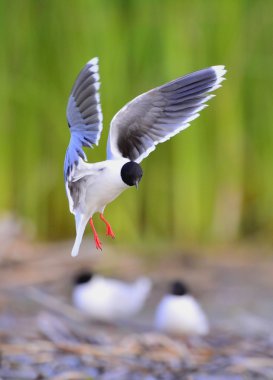 Küçük martı (Larus sylviella) uçuş. Küçük martı, Hydrocoloeus sylviella veya Larus sylviella