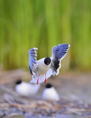 Küçük martı (Larus sylviella) uçuş. Küçük martı, Hydrocoloeus sylviella veya Larus sylviella