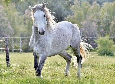 white horse portrait on natural background. Close up.