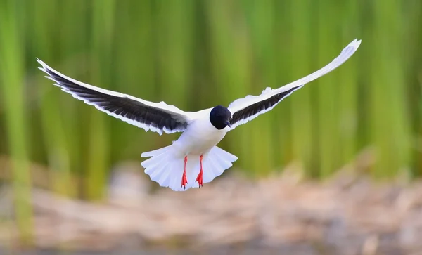 Den lilla Gull (Larus minutus) i flykten. Lilla Gull, Hydrocoloeus minutus eller Larus minutus — Stockfoto