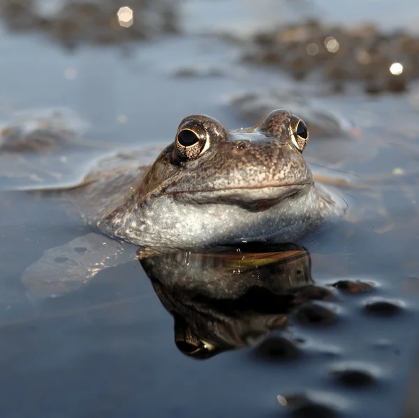 Hnědé skokan (Rana temporaria) páření. Skokan (Rana temporaria), také známý jako Evropské společné žába — Stock fotografie