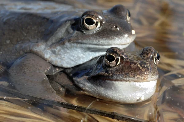 一般的な茶色カエル (Rana temporaria) 交尾します。ヨーロッパの共通のカエルとしても知られている一般的なカエル (Rana temporaria) — ストック写真