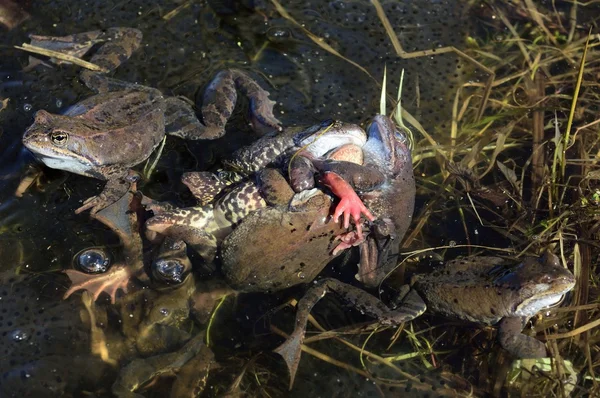 Common brown frog (Rana temporaria) mating .The common frog (Rana temporaria), also known as the European common frog — Stock Photo, Image