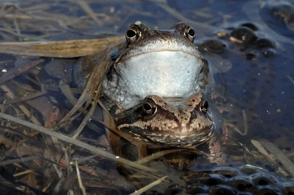 Grenouille brune commune (Rana temporaria) accouplement La grenouille commune (Rana temporaria), également connue sous le nom de grenouille commune européenne — Photo