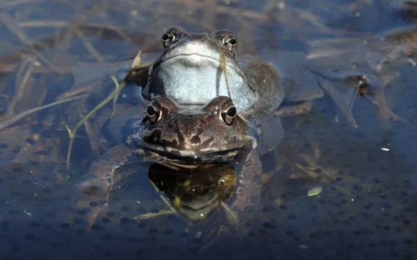 Common brown frog (Rana temporaria) mating .The common frog (Rana temporaria), also known as the European common frog — Stock Photo, Image