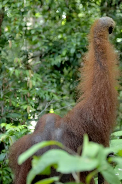 O macho adulto do Orangutan no arbusto . — Fotografia de Stock