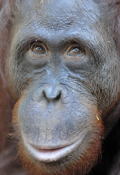 Portrét orangutan bornejský — Stock fotografie