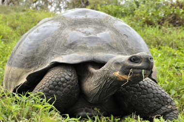 Dev bir Galapagos kaplumbağası (Chelonoidis filtopus), Galapagos adaları, Ekvador, Güney Amerika.
