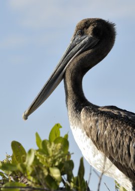 The brown pelican (Pelecanus occidentalis) portrait on sky blue  background.