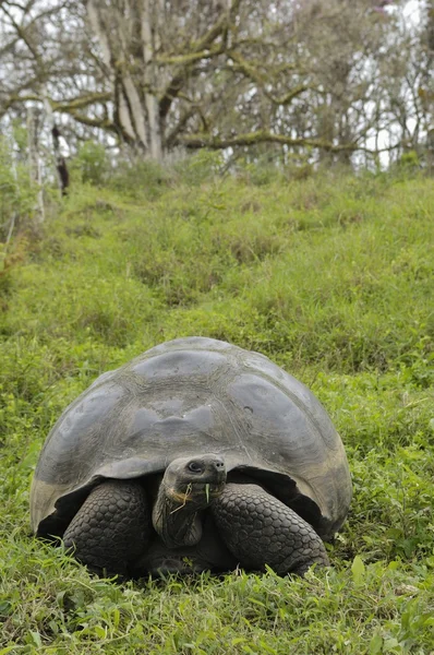 En gigantisk Galapagossköldpadda (Chelonoidis elephantopus), Galapagosöarna, Ecuador, Sydamerika. — Stockfoto