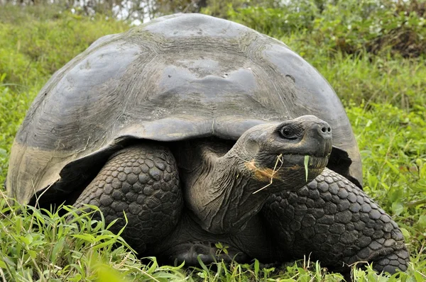 Eine riesige galapagosschildkröte (chelonoidis elephantopus), galapagosinseln, ecuador, südamerika. — Stockfoto