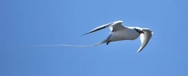 Tropicbird dal becco rosso (Phaethon aethereus) in cielo sull'isola di Galapagos — Foto Stock