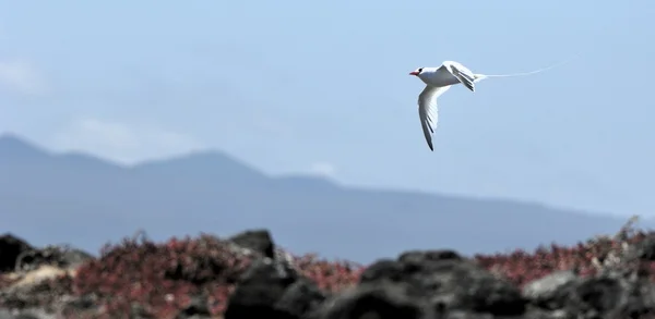 Red-billed Tropicbird (Phaethon aethereus) in sky on galapagos island — Stockfoto