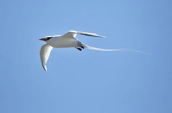 Tropicbird à bec rouge (Phaethon aethereus) dans le ciel sur l'île de Galapagos — Photo