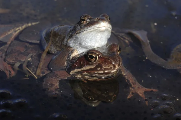 The common frog (Rana temporaria) mating, also known as the European common frog, European common brown frog, — Stock Photo, Image