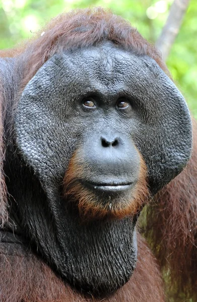 Dospělého muže orangutan — Stock fotografie