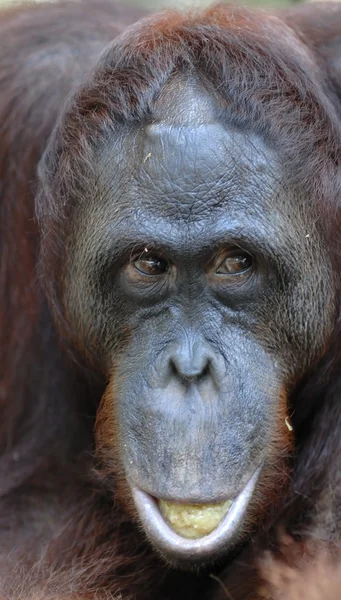 A portrait of the young orangutan on a nickname Ben — Stok fotoğraf