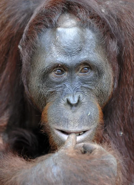 A portrait of the young orangutan on a nickname Ben — Stok fotoğraf