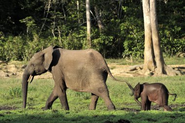 Afrika orman fillerinin (Loxodonta cyclotis)