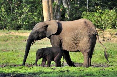 Afrika orman fili (Loxodonta cyclotis) bir ormandır