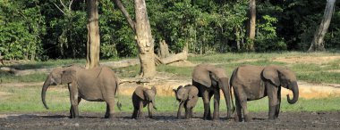 Afrika orman fillerinin (Loxodonta cyclotis)