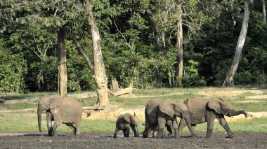 Afrika orman fili (Loxodonta cyclotis) bir ormandır