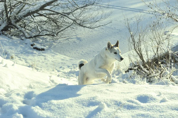 Husky quickly runs on snow. — Stok fotoğraf