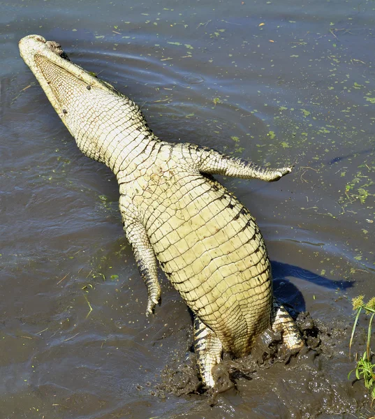 O crocodilo cubano salta da água — Fotografia de Stock