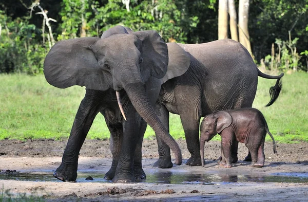 De Afrikaanse bos olifant (Loxodonta cyclotis) is een bos — Stockfoto