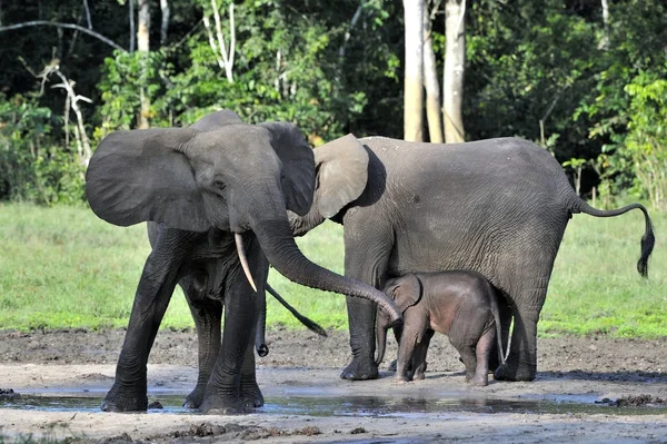 O Elefante Florestal Africano (Loxodonta cyclotis) é uma floresta — Fotografia de Stock