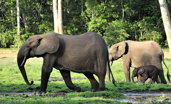 Os elefantes da floresta africana (Loxodonta cyclotis ) — Fotografia de Stock