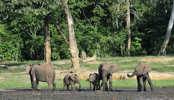 アフリカ森林象 (Loxodonta cyclotis) — ストック写真