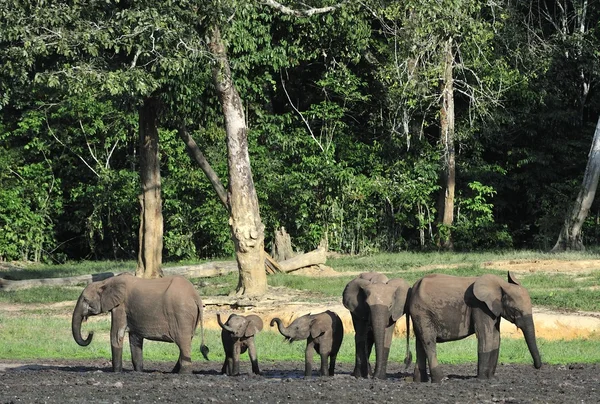 Słonie afrykańskie lasu (Loxodonta cyclotis) — Zdjęcie stockowe