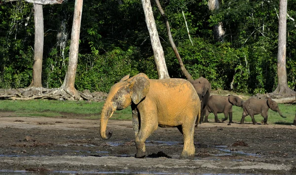 The African Forest Elephant (Loxodonta cyclotis) — Φωτογραφία Αρχείου