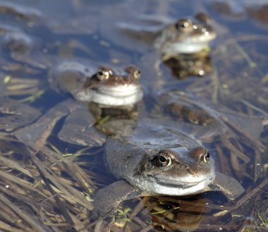 Birleşme ortak Kurbağa (Rana temporaria)