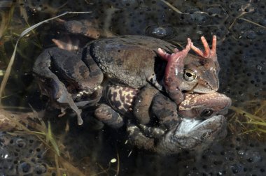 Ortak kurbağa çiftleşmesi (Rana temporaria), Avrupa ortak kurbağası, Avrupa ortak kahverengi kurbağası veya Avrupa çim kurbağası olarak da bilinir., 