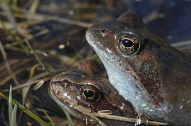 Ortak kurbağa çiftleşmesi (Rana temporaria), Avrupa ortak kurbağası, Avrupa ortak kahverengi kurbağası veya Avrupa çim kurbağası olarak da bilinir., 