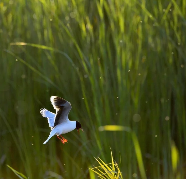 Die kleine möwe (larus minutus)) — Stockfoto