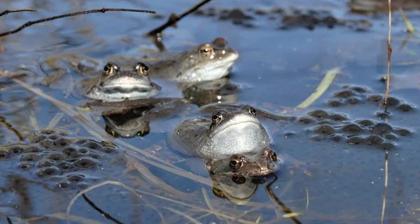 Birleşme ortak kurbağaların (Rana temporaria)