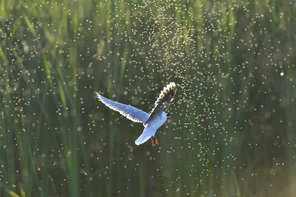 De dwergmeeuw (Larus minutus) — Stockfoto