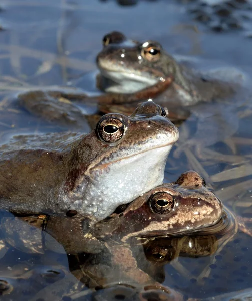 Copulación de la rana común (Rana temporaria) apareamiento, también conocido como la rana común europea, rana marrón común europea, o rana de hierba europea , — Foto de Stock