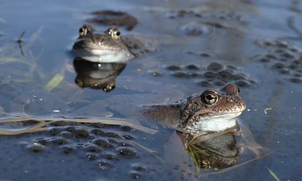 A közönséges béka (Rana temporaria) párosodása, más néven európai közönséges béka, európai közönséges barna béka vagy európai fűbéka, — Stock Fotó