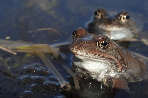 A közönséges béka (Rana temporaria) párosodása, más néven európai közönséges béka, európai közönséges barna béka vagy európai fűbéka, — Stock Fotó