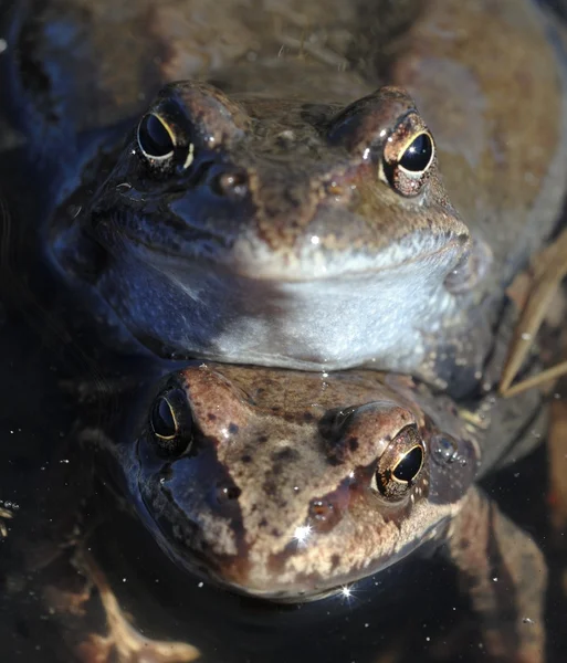 A közönséges béka (Rana temporaria) párosodása, más néven európai közönséges béka, európai közönséges barna béka vagy európai fűbéka, — Stock Fotó