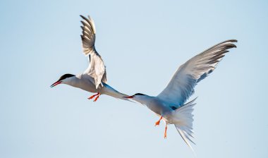 Ortak kırlangıçlar (Sterna hirundo).