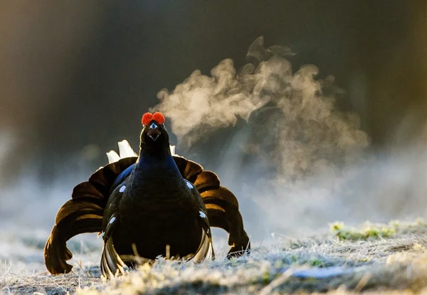 Grouse preto (Tetrao tetrix ) — Fotografia de Stock